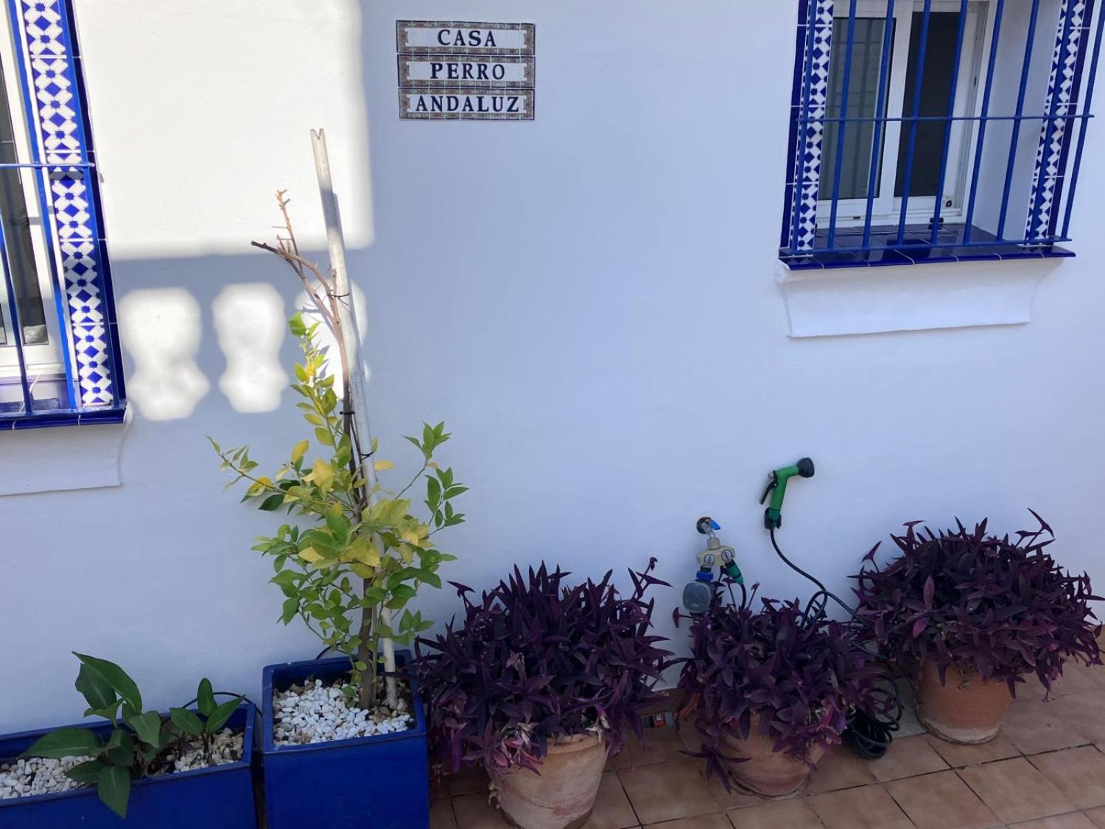 Villa Casa Perro Andaluz Fuengirola Exterior foto
